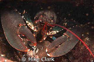 Advancing Lobster, after my lens. by Mike Clark 